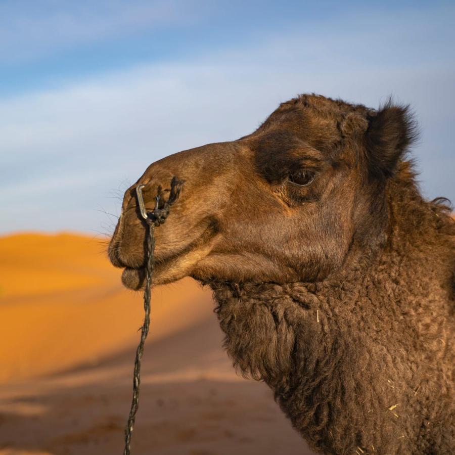 Authentic Desert Luxury Camp Merzouga Eksteriør billede
